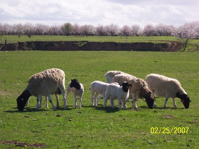 Ewes with purebred lambs
