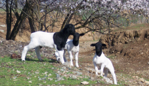 Dorper sheep