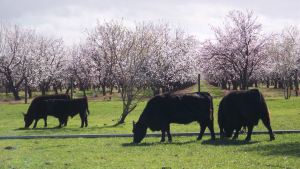 Lowline Cattle and Orchard